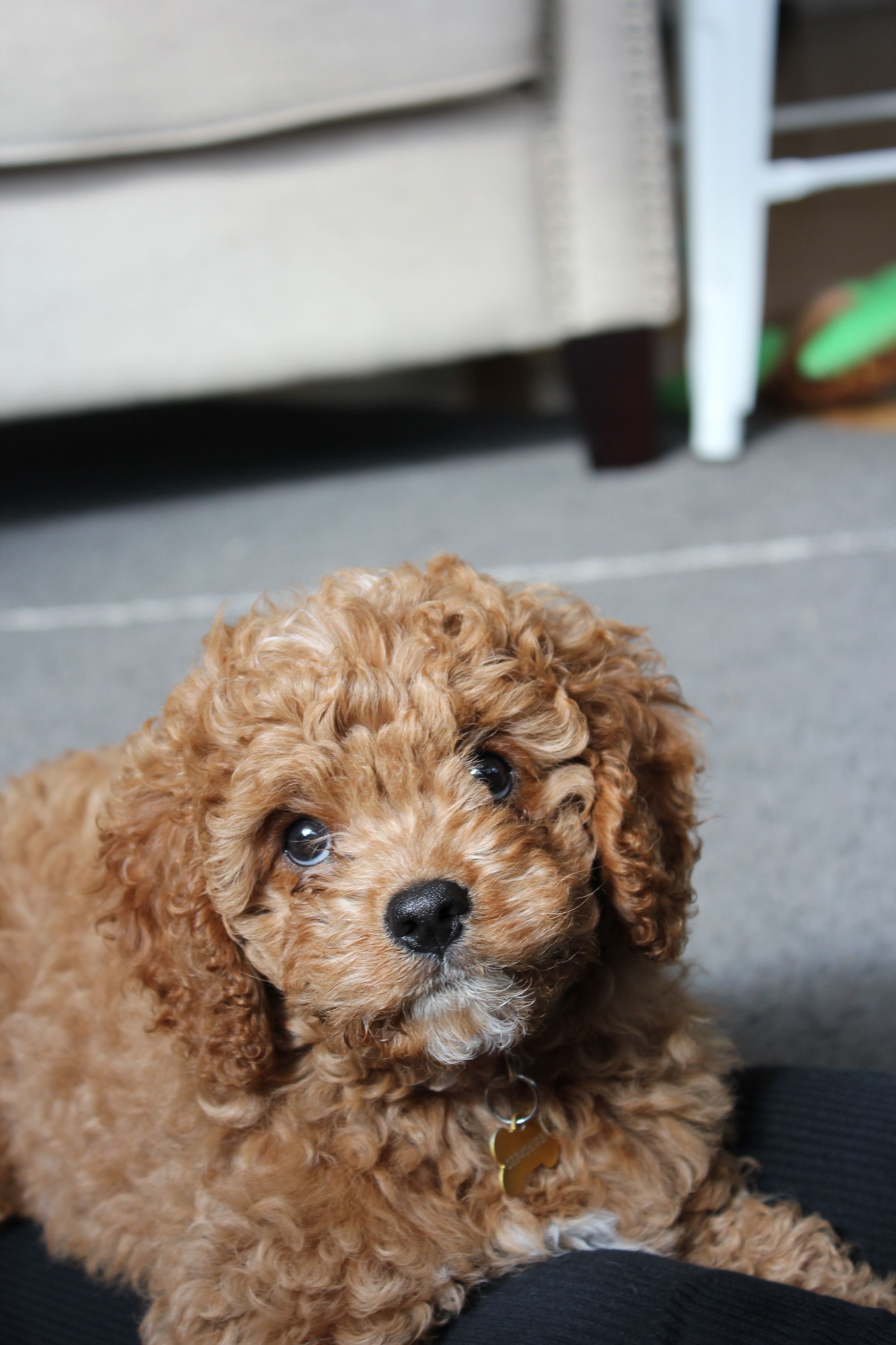 A cavoodle named bailey