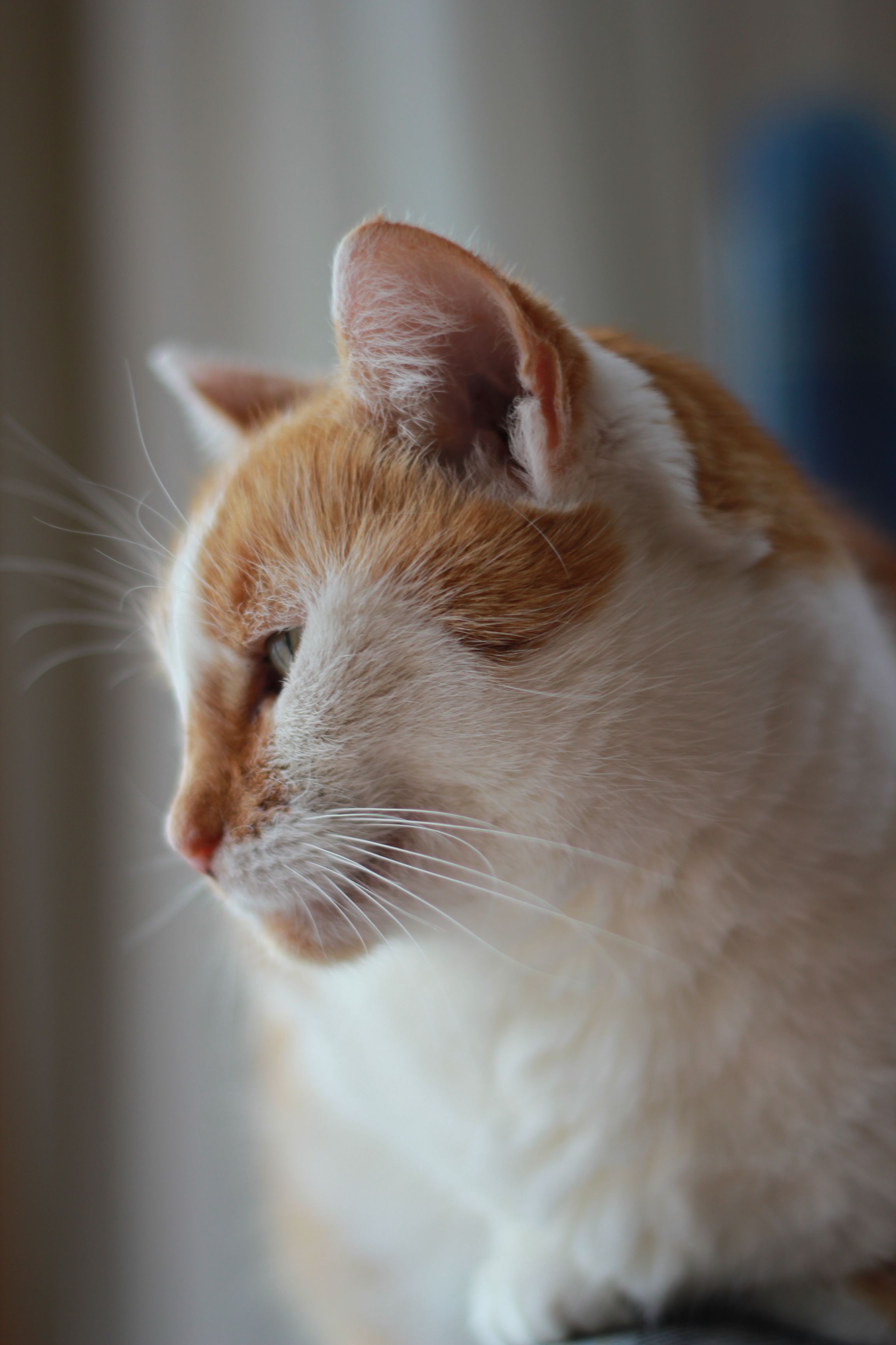 Unknown breed named patches